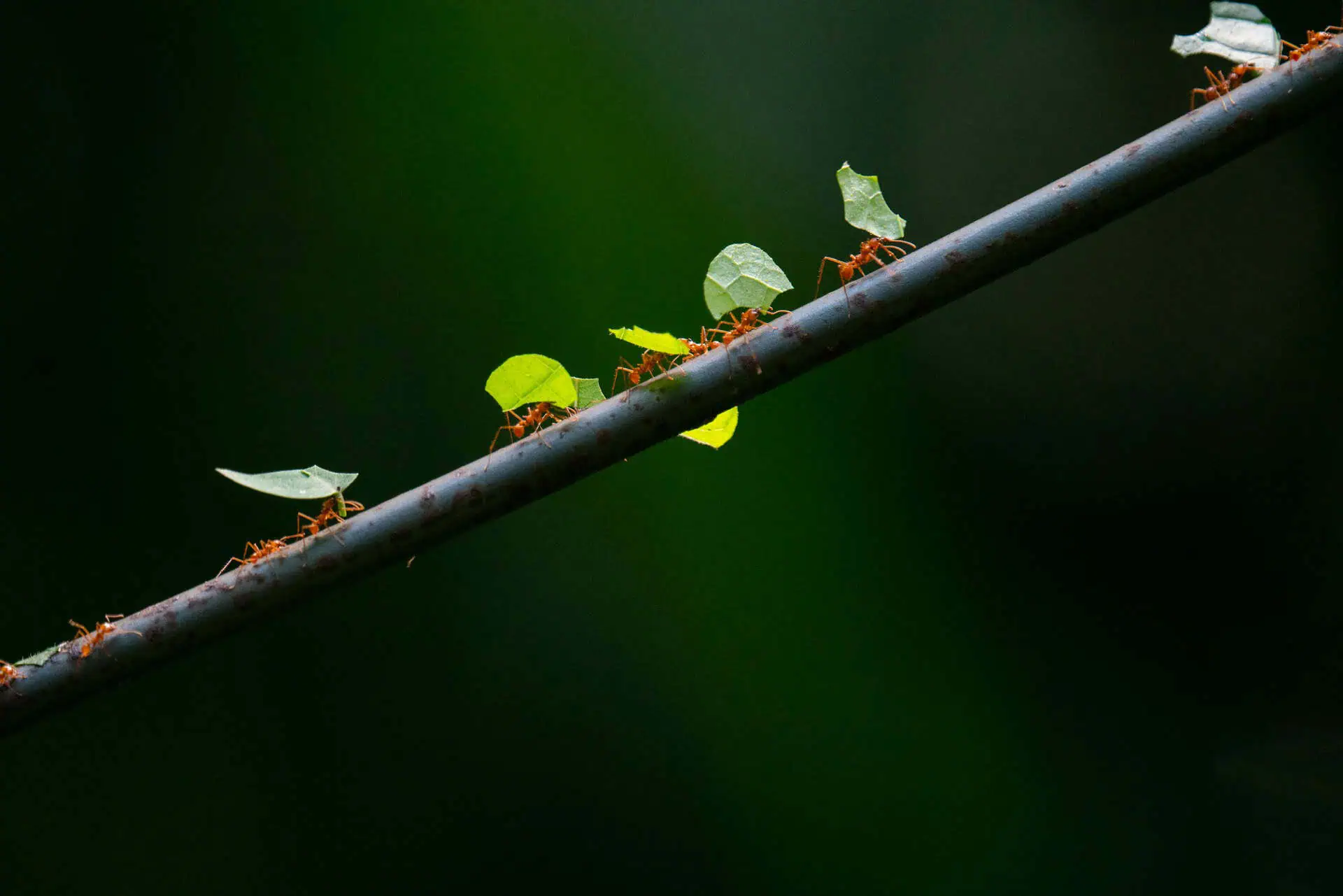 ants